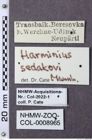 Etiketten zu Megathous sedakovi (NHMW-ZOO-COL-0008965)